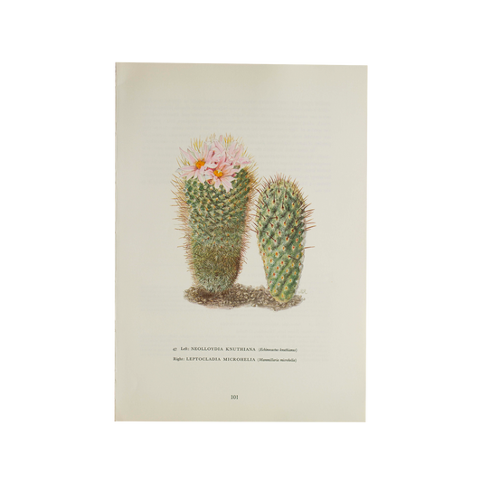 Vintage Cactus Succulant Print