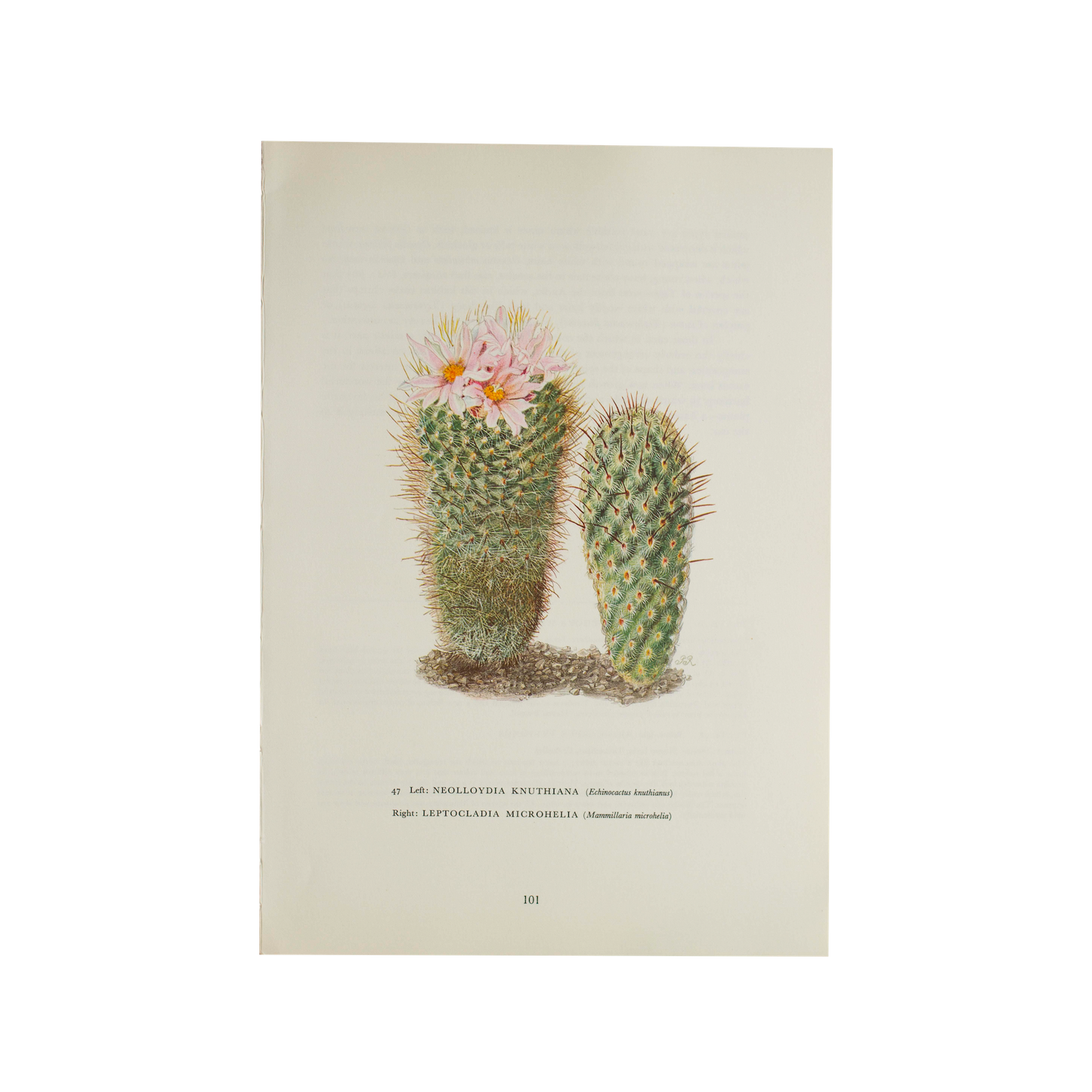 Vintage Cactus Succulant Print